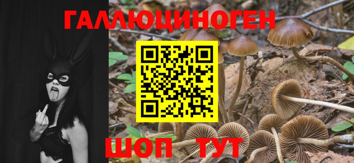 Галлюциногенные грибы Cubensis Белово